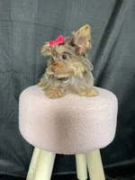 Tiny Chocolate Merle Girl, a female Yorkshire Terrier for sale in Campbell, TX – Photo 7 of 10