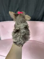 Tiny Chocolate Merle Girl, a female Yorkshire Terrier for sale in Campbell, TX – Photo 3 of 10