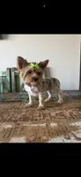 Merle with 2 Blue eyes Pickle, a female Yorkshire Terrier for sale in Campbell, TX – 8 of 10