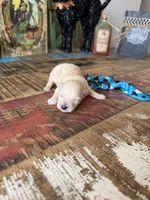 Cali’s Apricot Maltipoo Blue Tie, a male Maltipoo for sale in Campbell, TX – 9 of 10