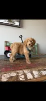 Meet Ollie! Akc Clear 🧬 At/At Ky/Ky b/b e/e N/S, a male Poodle - Miniature  for sale in Campbell, TX – 6 of 10