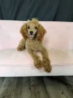 Akc Red Poodle Girl, a female Poodle - Miniature  for sale in Campbell, TX – 2 of 10