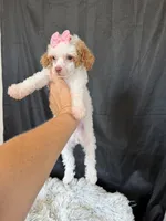 Akc Clear 🧬 Tested Chocolate Phantom Parti , a female Poodle - Miniature  for sale in Campbell, TX – 10 of 10