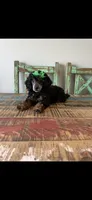 Akc Clear 🧬 Black Phantom Small Mini 🩷, a female Poodle - Miniature  for sale in Campbell, TX – 4 of 9