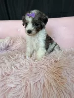 Akc Clear 🧬 Tested Blue Merle Phantom Parti 🩷, a female Poodle - Miniature  for sale in Campbell, TX – 9 of 10