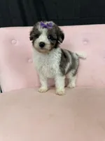 Akc Clear 🧬 Tested Blue Merle Phantom Parti, a female Poodle - Miniature  for sale in Campbell, TX – 5 of 10