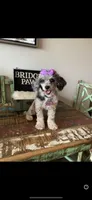 Blue Merle Rosie, a female Poodle - Toy  for sale in Campbell, TX – Photo 8 of 10