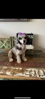 Blue Merle Rosie, a female Poodle - Toy  for sale in Campbell, TX – Photo 2 of 10