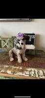Blue Merle Rosie, a female Poodle - Toy  for sale in Campbell, TX – Photo 6 of 10