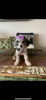 Blue Merle Rosie, a female Poodle - Toy  for sale in Campbell, TX – Photo 9 of 10