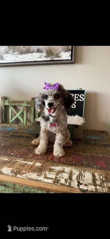 Blue Merle Rosie, a female Poodle - Toy  for sale in Campbell, TX – Photo 1 of 10