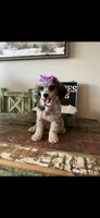 Blue Merle Rosie, a female Poodle - Toy  for sale in Campbell, TX – Photo 1 of 10