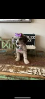 Blue Merle Rosie, a female Poodle - Toy  for sale in Campbell, TX – Photo 5 of 10