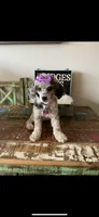 Blue Merle Rosie, a female Poodle - Toy  for sale in Campbell, TX – Photo 7 of 10