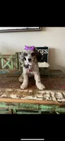 Blue Merle Rosie, a female Poodle - Toy  for sale in Campbell, TX – Photo 4 of 10