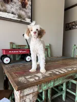 Akc 🧬 Tested Clear AtAt KyKy S/S bb girl , a female Poodle - Miniature  for sale in Campbell, TX – 8 of 10