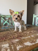 Merle Girl Pickle, a female Yorkshire Terrier for sale in Campbell, TX – 10 of 10