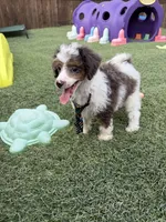 Akc Clear 🧬 Tested Blue Merle Phantom Parti Boy- Carries Brown, a male Poodle - Miniature  for sale in Campbell, TX – 9 of 10