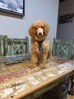 Akc Clear 🧬 At/At Ky/Ky b/b e/e N/S Small Moyen, a male Poodle - Standard  for sale in Campbell, TX – 5 of 5