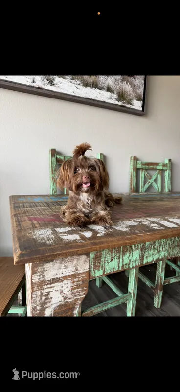 KB Chocolate Yorkie Cocobean 🩷 – Yorkshire Terrier puppy for sale in Campbell, TX