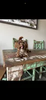 KB Chocolate Yorkie Cocobean 🩷, a female Yorkshire Terrier for sale in Campbell, TX – 1 of 2