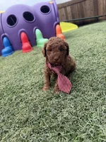 Akc 🧬 Clear Bred the Color Red Boy 💙, a male Poodle - Toy  for sale in Campbell, TX – 8 of 10