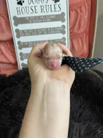 Maltipoo Boy 💙, a male Maltipoo for sale in Campbell, TX – 1 of 6