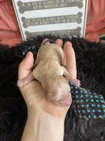 Maltipoo Boy 💙, a male Maltipoo for sale in Campbell, TX – 6 of 6