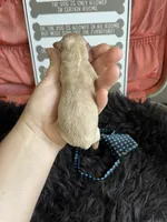 Maltipoo Boy 💙, a male Maltipoo for sale in Campbell, TX – 3 of 6