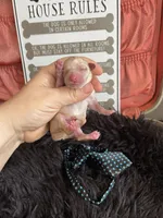 Maltipoo Boy 💙, a male Maltipoo for sale in Campbell, TX – 4 of 6