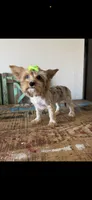 Merle with 2 Blue eyes Pickle, a female Yorkshire Terrier for sale in Campbell, TX – 4 of 10