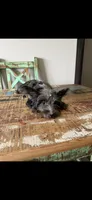 Blue Merle Yorkie Jolie 🩷, a female Yorkshire Terrier for sale in Campbell, TX – 2 of 9