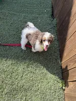 Akc Clear 🧬 Tested Blue Merle Phantom Parti- Carries Brown, a male Poodle - Miniature  for sale in Campbell, TX – 5 of 10