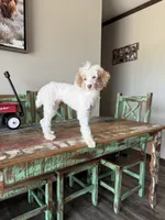 Akc 🧬 Tested Clear AtAt KyKy S/S bb girl , a female Poodle - Miniature  for sale in Campbell, TX – 2 of 10