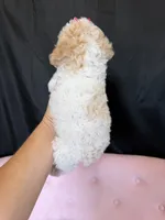 Akc Clear 🧬 Tested Chocolate Phantom Parti, a female Poodle - Miniature  for sale in Campbell, TX – 10 of 10