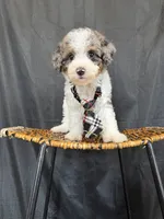 Akc Clear 🧬 Tested Blue Merle Phantom Parti 💙, a male Poodle - Miniature  for sale in Campbell, TX – 2 of 10