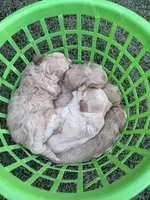Maltipoo 🩷 Barbies Girl!, a female Maltipoo for sale in Campbell, TX – 3 of 6