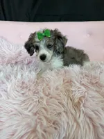 Akc Clear 🧬 Blue Merle Phantom Parti 🩷, a female Poodle - Miniature  for sale in Campbell, TX – 10 of 10