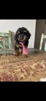 Akc Tiny Black Phantom Boy 💙, a male Poodle - Toy  for sale in Campbell, TX – 2 of 10