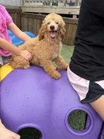 Akc Clear 🧬 At/At Ky/Ky b/b e/e Oliver, a male Poodle - Miniature  for sale in Campbell, TX – 5 of 10