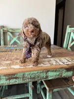 Akc Clear 🧬 Tested Chocolate Merle Phantom 💙, a male Poodle - Miniature  for sale in Campbell, TX – 4 of 10