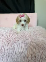 Akc Clear 🧬 Tested Chocolate Phantom Parti, a female Poodle - Miniature  for sale in Campbell, TX – 9 of 10