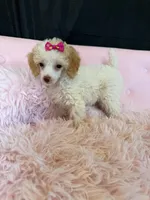 Akc Clear 🧬 Tested Chocolate Phantom Parti 🩷, a female Poodle - Miniature  for sale in Campbell, TX – 5 of 10