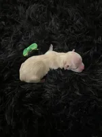 Maltipoo! Girl! Green Bow! 💚, a female Maltipoo for sale in Campbell, TX – 10 of 10