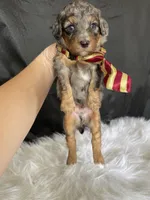 Akc Clear Blue Merle Phantom , a male Poodle - Miniature  for sale in Campbell, TX – Photo 2 of 10