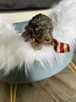 Akc Clear Blue Merle Phantom , a male Poodle - Miniature  for sale in Campbell, TX – Photo 6 of 10