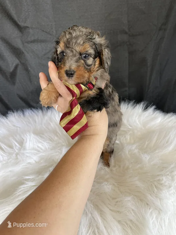 Akc Clear Blue Merle Phantom 