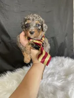 Akc Clear Blue Merle Phantom , a male Poodle - Miniature  for sale in Campbell, TX – Photo 3 of 10