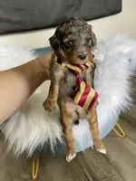 Akc Clear Blue Merle Phantom , a male Poodle - Miniature  for sale in Campbell, TX – Photo 4 of 10