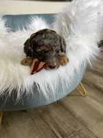 Akc Clear Blue Merle Phantom , a male Poodle - Miniature  for sale in Campbell, TX – Photo 8 of 10